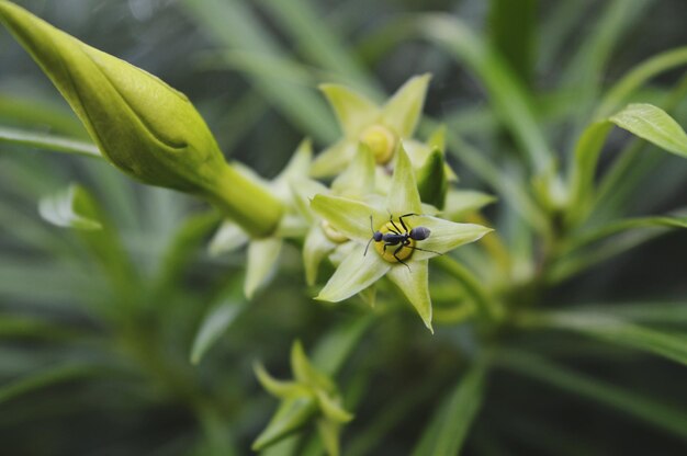 植物上の昆虫のクローズアップ