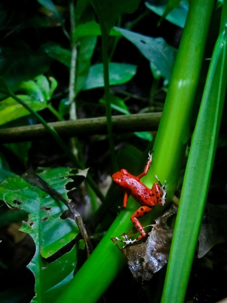 Photo close-up of insect on plant