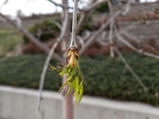 Photo close-up of insect on plant