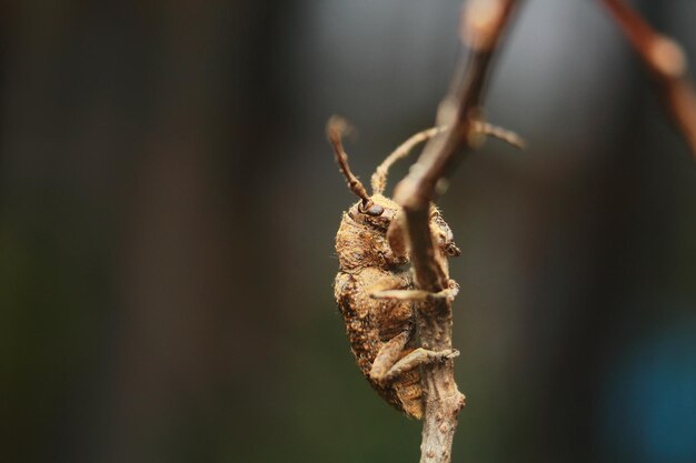 Photo close-up of insect on plant