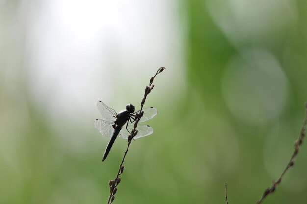 Close-up of insect on plant