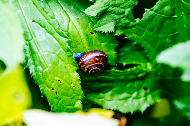 Close-up of insect on plant