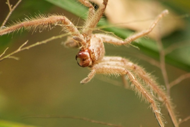 Photo close-up of insect on plant