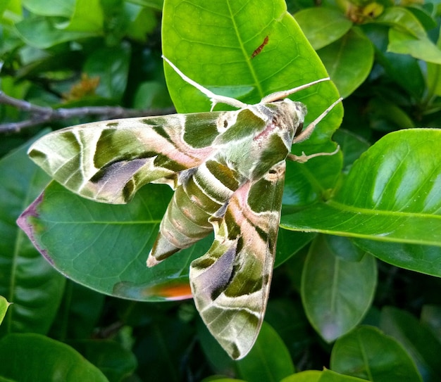 Close-up of insect on plant