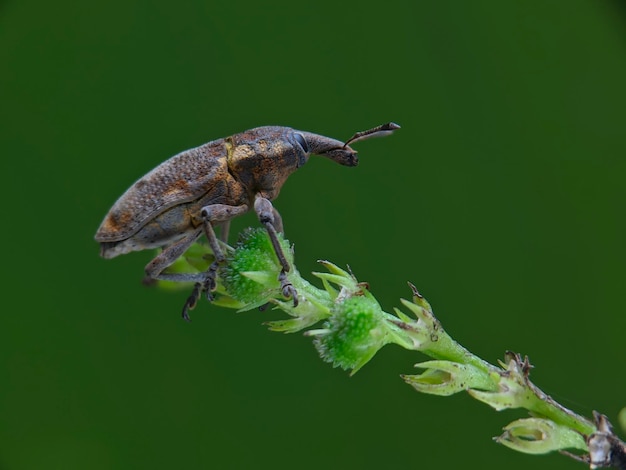 植物上の昆虫のクローズアップ