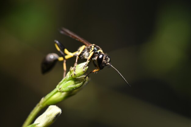 Close-up of insect on plant