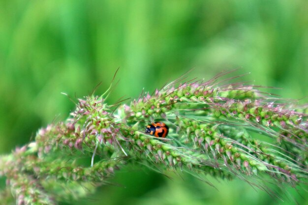 Close-up of insect on plant