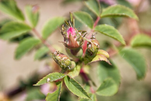 Close-up of insect on plant