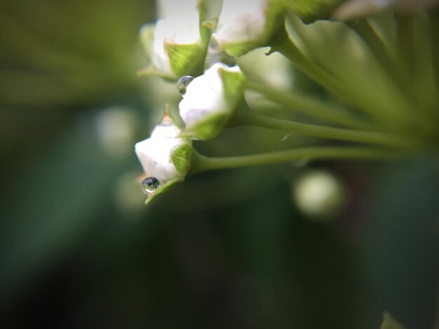 Close-up of insect on plant