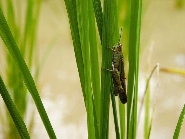 植物上の昆虫のクローズアップ