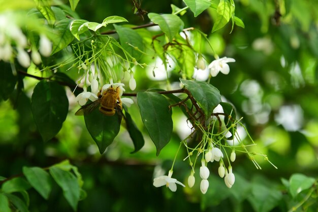 Close-up of insect on plant