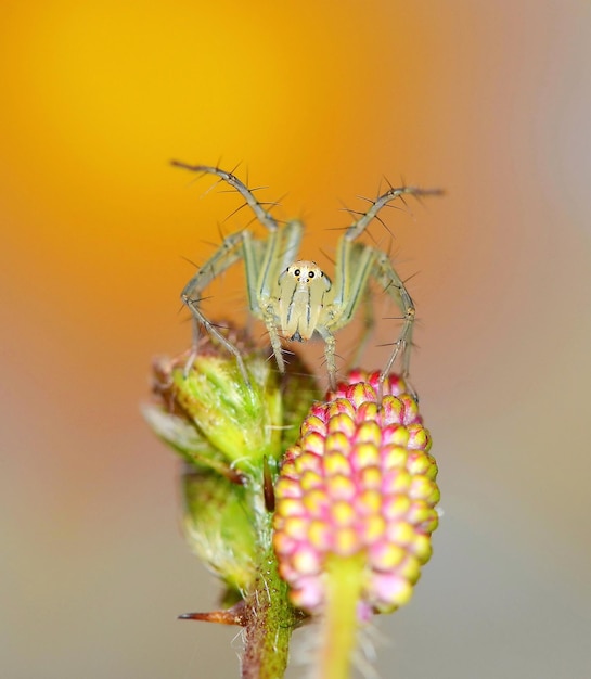 Close-up of insect on plant