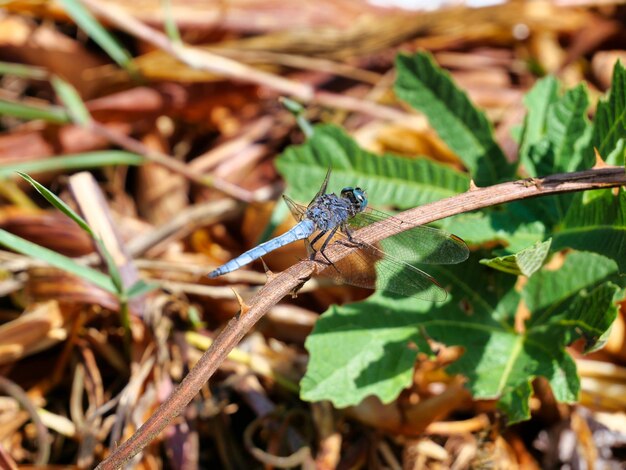 Foto prossimo piano di un insetto sulla pianta