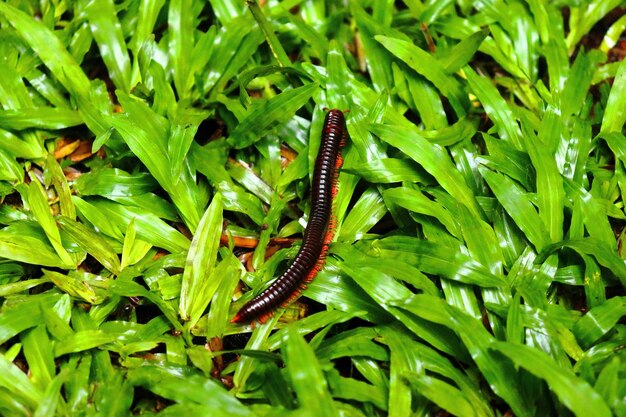 Photo close-up of insect on plant