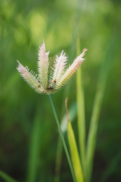 植物上の昆虫のクローズアップ