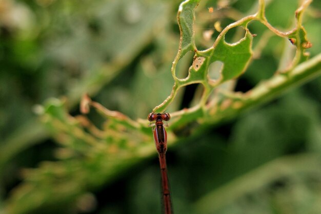 Photo close-up of insect on plant