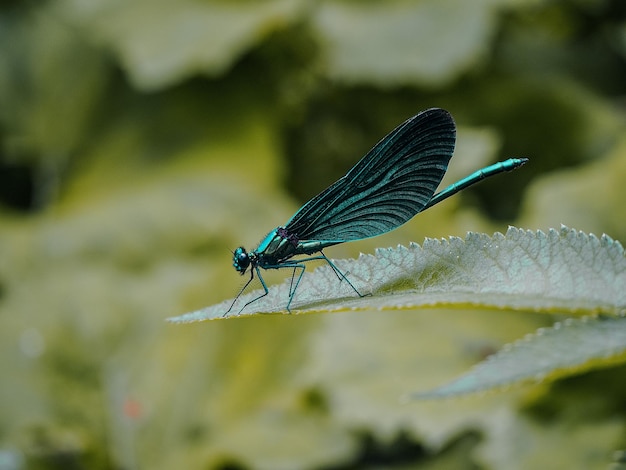 Photo close-up of insect on plant