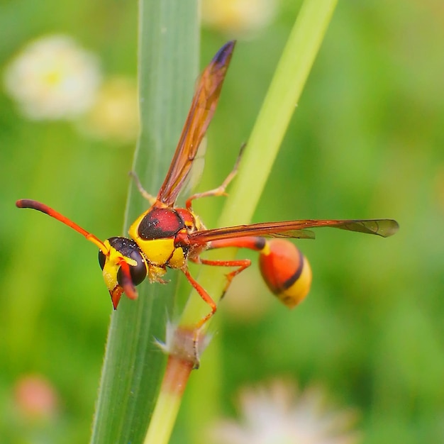 Close-up of insect on plant