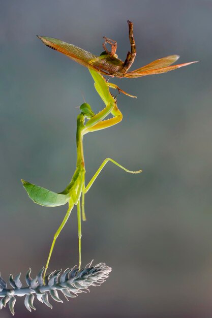 Foto prossimo piano di un insetto sulla pianta