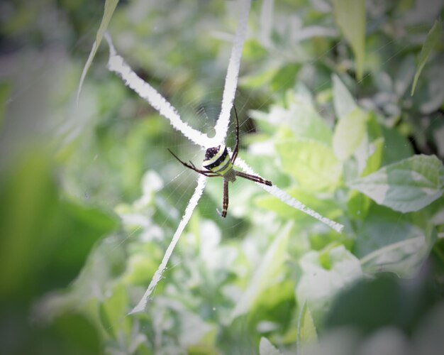 Close-up of insect on plant