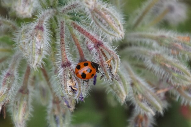 Photo close-up of insect on plant