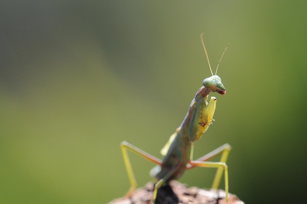 close-up of insect on plant