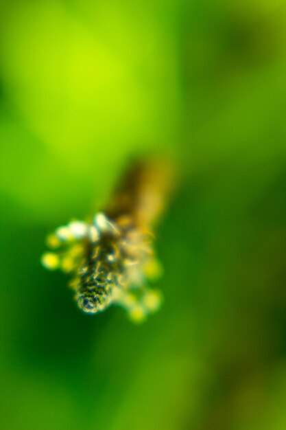 Close-up of insect on plant