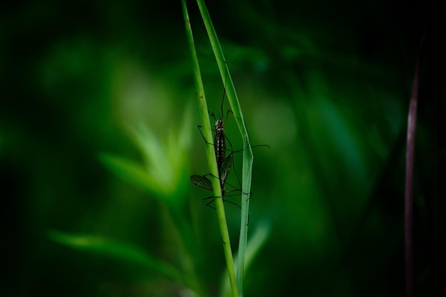 Photo close-up of insect on plant