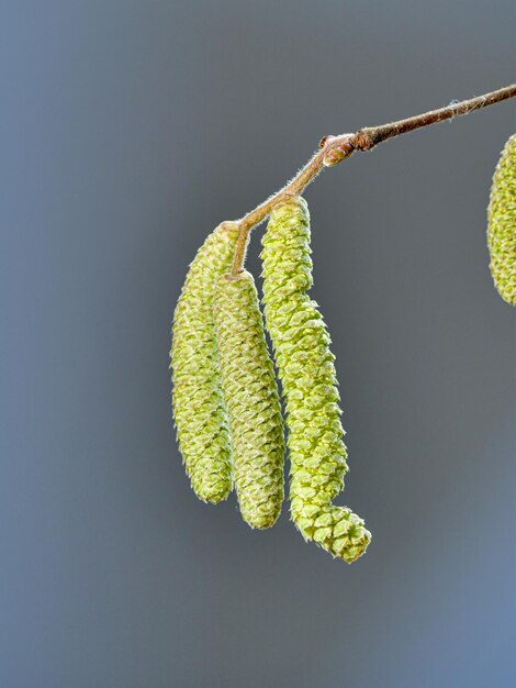 Photo close-up of insect on plant