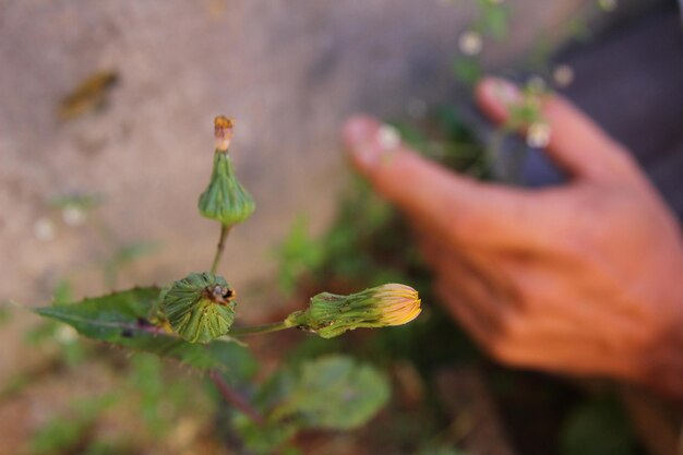 植物上の昆虫のクローズアップ