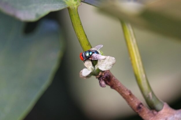 Close-up of insect on plant