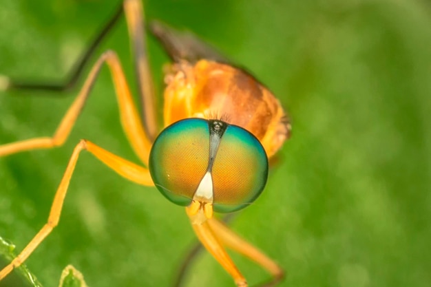 Foto prossimo piano dell'insetto sulla pianta