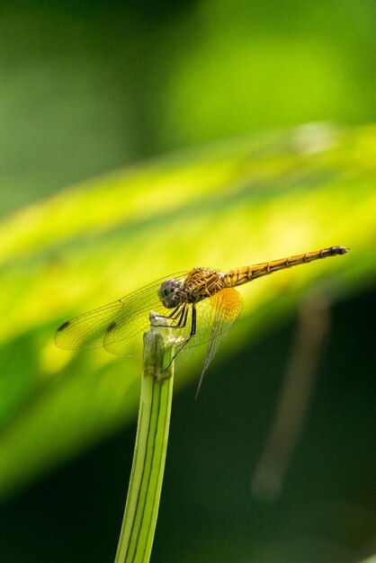 Close-up of insect on plant