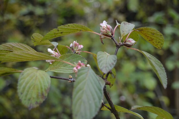 Close-up of insect on plant