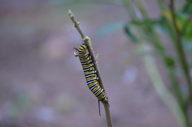 Foto prossimo piano di un insetto sulla pianta