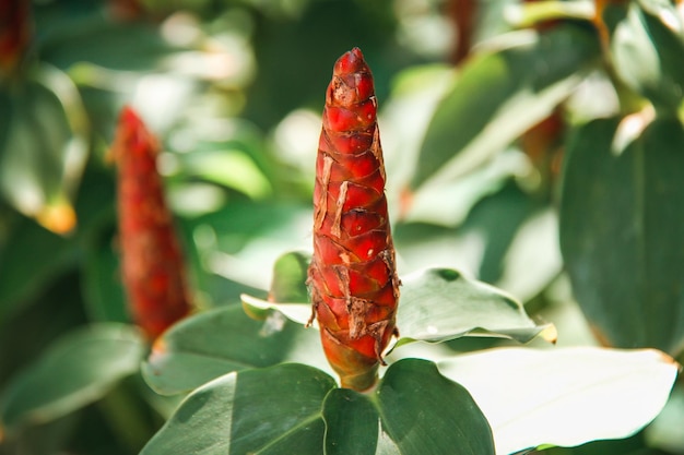 植物上の昆虫のクローズアップ