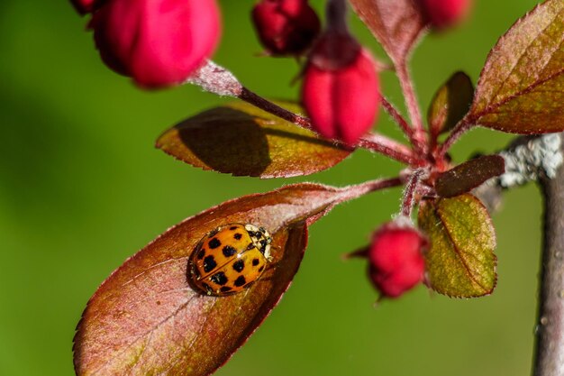 Foto prossimo piano di un insetto sulla pianta