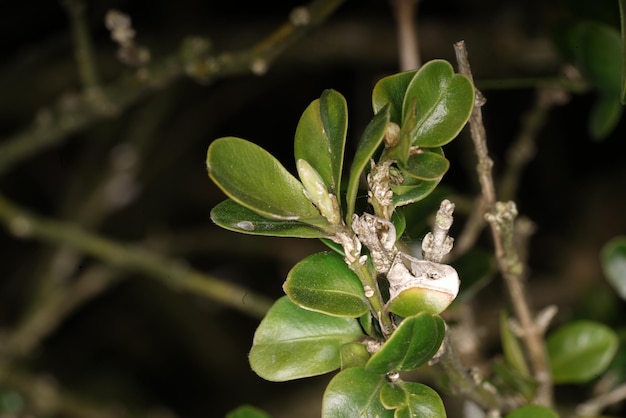 Photo close-up of insect on plant