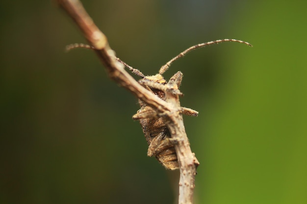 Photo close-up of insect on plant