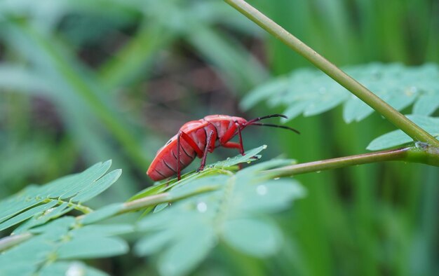 Close-up of insect on plant