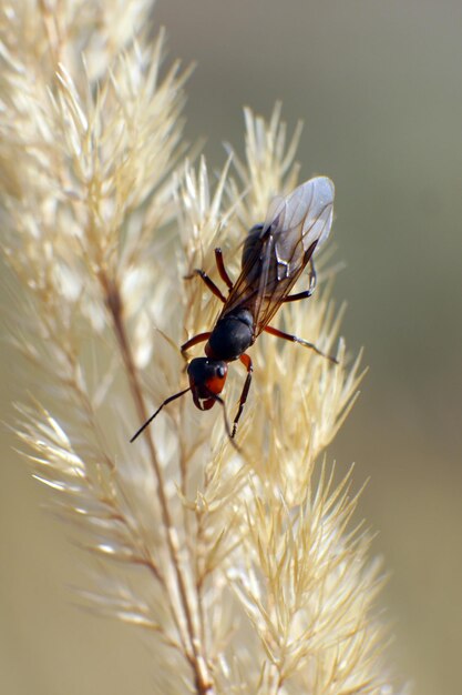 Close-up of insect on plant