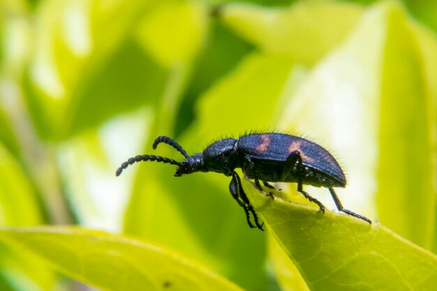 Close-up of insect on plant