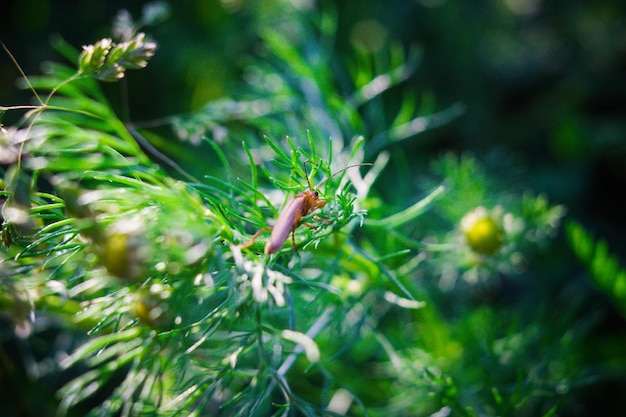 Close-up of insect on plant