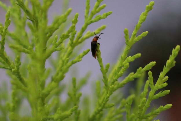 Photo close-up of insect on plant