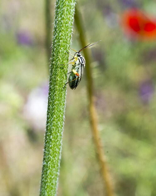 Photo close-up of insect on plant