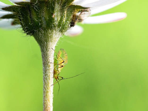 Foto prossimo piano di un insetto sulla pianta