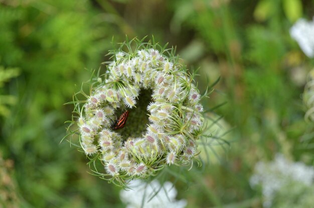 植物上の昆虫のクローズアップ