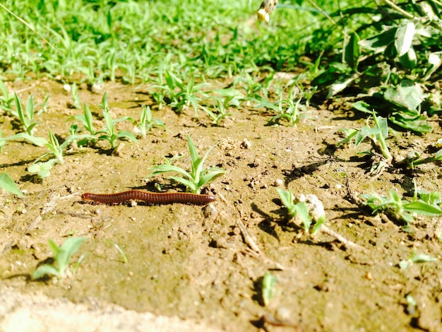 Photo close-up of insect on plant