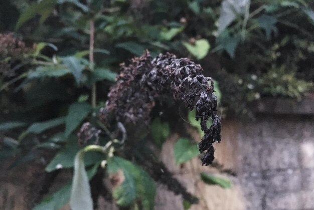 Photo close-up of insect on plant