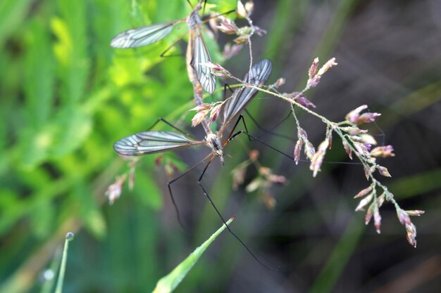 Foto prossimo piano di un insetto sulla pianta